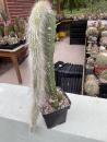 Cleistocactus winterocereus colademononis